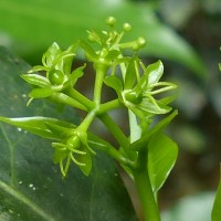 Blachia umbellata (Willd.) Baill.